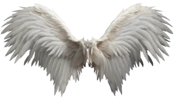 a pair of white wings
