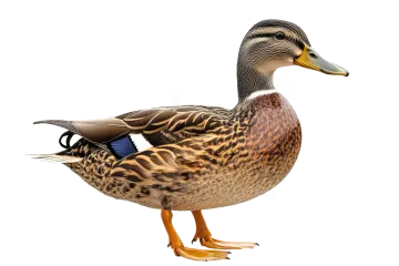 a duck standing on top of a white surface