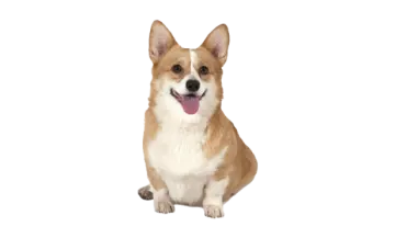 a small dog sitting down with its tongue out
