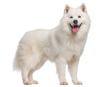 a white dog standing up with its tongue out