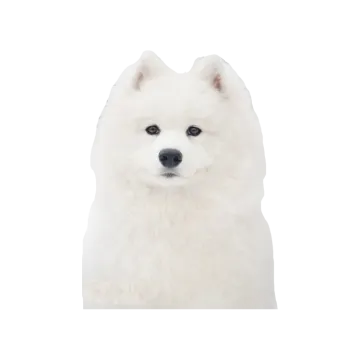 a white dog is looking at the camera