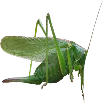 a green grasshopper on a white background