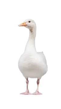 a white duck standing on its hinds