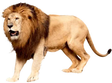 a lion standing on a white background