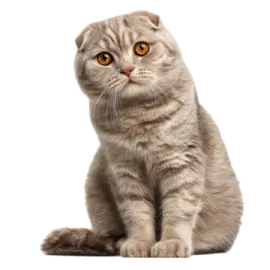 a cat sitting on the ground looking at the camera