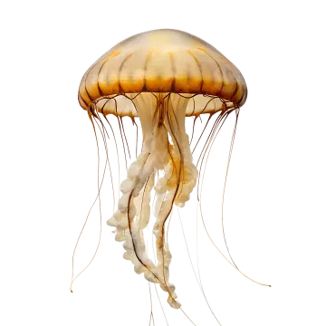 a jellyfish on a white background