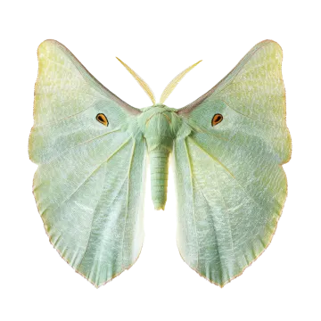 a green moth on a white background