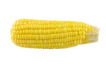 a corn on a white background