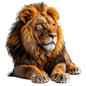 a close up of a lion laying down