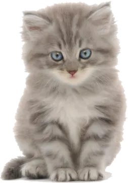 a gray kitten with blue eyes sitting down
