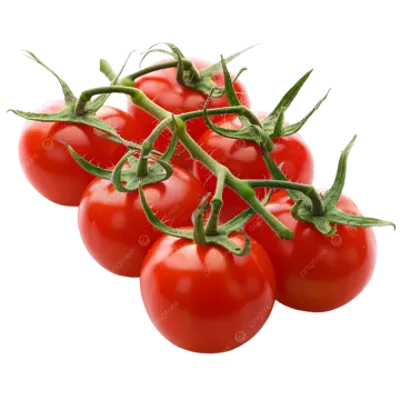 tomatoes on a white background stock photo