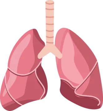 a diagram of the lungs