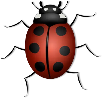 a lady bug on a white background
