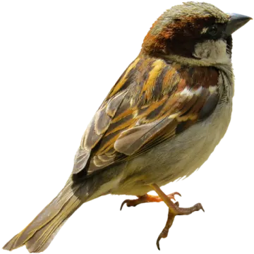 a small bird perched on a branch