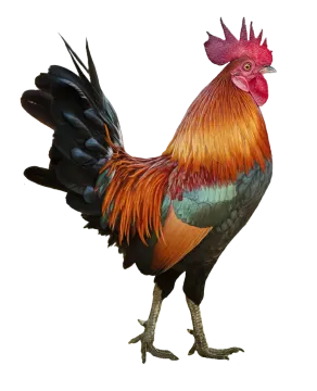 a red and black rooster standing on a white background