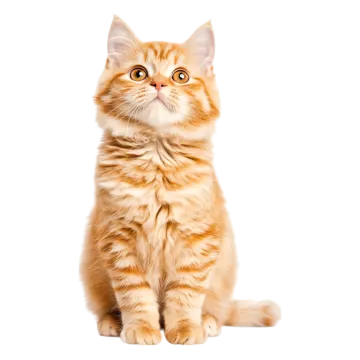 an orange and white kitten sitting on a white background