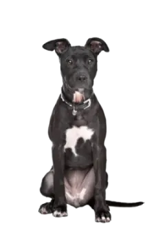 a black and white dog sitting on the ground