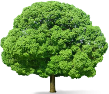 a green tree on a white background
