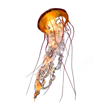 an image of a jellyfish