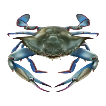 a blue crab on a white background