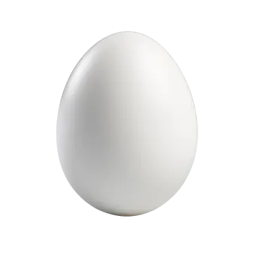 an egg on a white background
