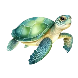 a green sea turtle on a white background