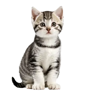 a gray and white kitten sitting on the floor