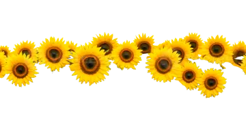 a field of sunflowers
