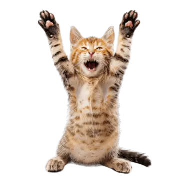 a cat with its paws up in the air