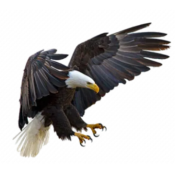 an eagle flying in the air with its wings spread