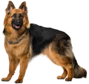 a german shepherd dog standing on a white background