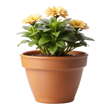 a pot of yellow flowers on a white background