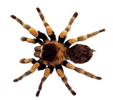 a close up view of the underside of a tara spider