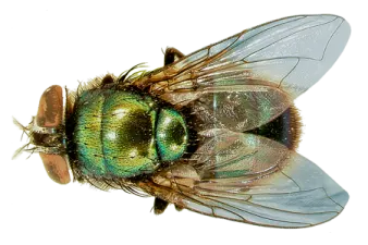 a close up view of a fly
