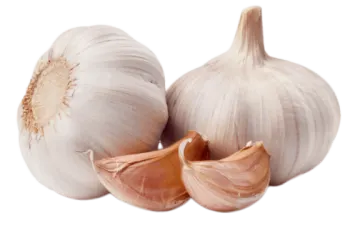two garlic bulbs on a white background
