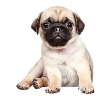 a small dog with big eyes laying down
