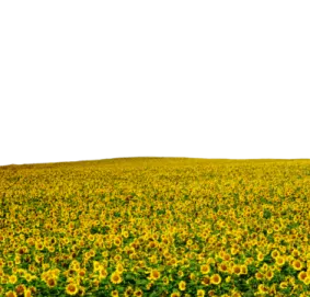 a field of sunflowers