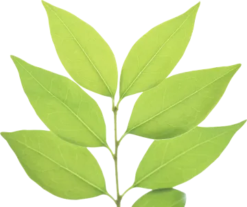 a green leaf on a white background