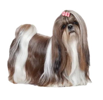 a small brown and white dog with a bow on its head
