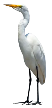 a large white bird with a long beak