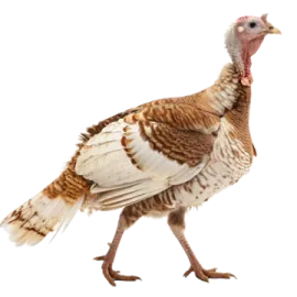a turkey walking on a white background