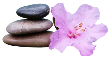 a flower sitting on top of a pile of rocks