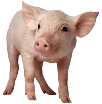 a small pig standing in front of a white background