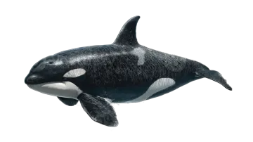 a black and white killer whale in the ocean