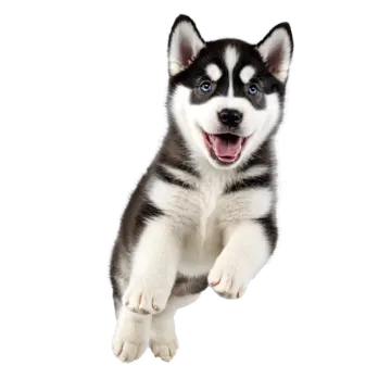 a black and white puppy dog with blue eyes