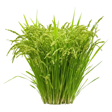 a bunch of grass on a white background