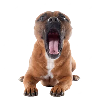 a dog with its mouth open sitting on the floor
