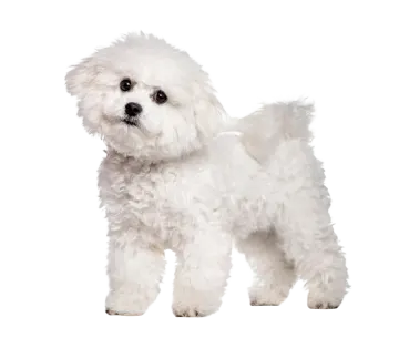 a small white dog standing in front of a white background