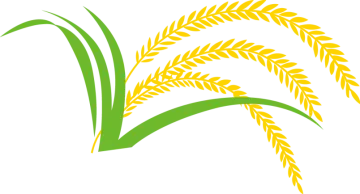 a green and yellow wheat plant