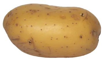a potato on a white background